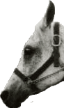 Image: Horse head