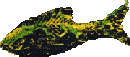 Image: Fish